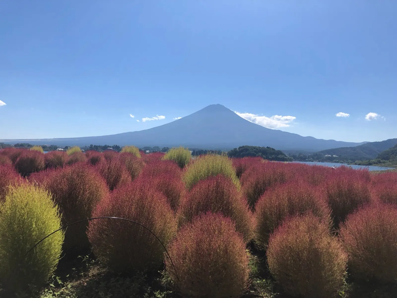 大石公園の赤く色づいたコキアと、湖越しの富士山